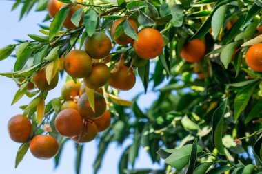 Ağaç dallarında yeşillik içinde taze, sulu portakal mandalinası. Doğal açık hava gıda geçmişi. Yeşil yapraklı ve narenciye meyveli mandalina güneşli bahçe..