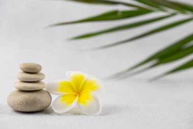Beyaz zemin üzerinde gri ve beyaz zen çakıl taşı meditasyon taşlarından piramitler ve plumeria tropikal çiçekleri. Uyum kavramı, denge ve meditasyon, spa, masaj, rahatlama
