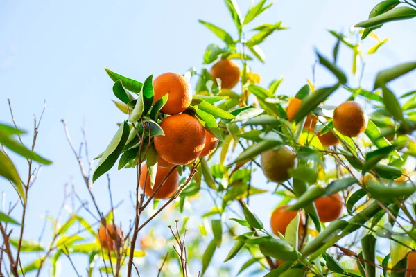 木の枝に緑の新鮮なジューシーなオレンジみかんの熟した 自然の屋外食品の背景 緑の葉と柑橘類の果物とみかんの日当たりの良い庭 — ストック写真