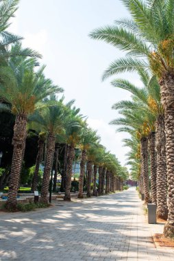 Tropik palmiye ağaçları olan bir sokak. 