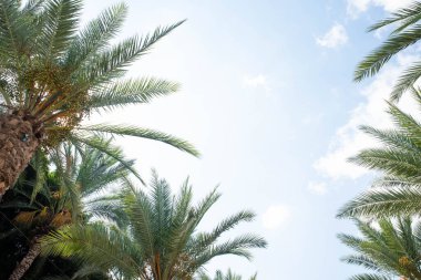 Gökyüzü arkaplanlı tropik palmiye yaprakları. Uzayı metin için kopyala. Hurma ağaçları. Yaz tatili ve seyahat konsepti.