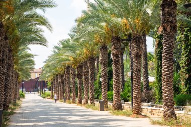 Tropik palmiye ağaçları olan bir sokak. 