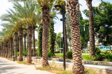 Tropikal palmiye ağaçları ve mavi su çeşmesi olan bir sokak. Hurma ağaçları. Yaz tatili ve seyahat konsepti.
