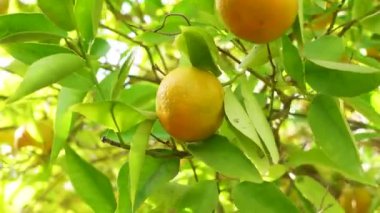 Ağaç dallarında yeşillik içinde taze, sulu portakal mandalinası. Doğal açık hava gıda geçmişi. Yeşil yapraklı ve narenciye meyveli mandalina güneşli bahçe..