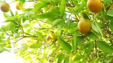 Ağaç dallarında yeşillik içinde taze, sulu portakal mandalinası. Doğal açık hava gıda geçmişi. Yeşil yapraklı ve narenciye meyveli mandalina güneşli bahçe..