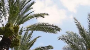 Tropik palmiye yaprakları rüzgarda hareket ediyor. Gökyüzü arka planı. Uzayı metin için kopyala. Hurma ağaçları. Yaz tatili ve seyahat konsepti.