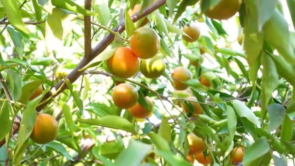Mogen Färsk Saftig Apelsinmandarin Grönska Trädgrenar Naturlig Utomhus Mat Bakgrund — Stockvideo