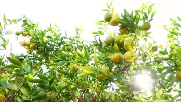 在树枝上的绿叶上 成熟的新鲜多汁的橙子 自然室外食物背景 有绿叶和柑橘类水果的橘红色阳光花园 — 图库视频影像
