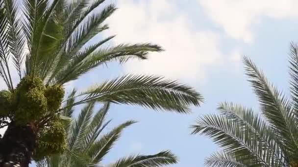 Tropiska Palmblad Rör Sig Mot Vinden Sky Bakgrund Kopiera Utrymme — Stockvideo