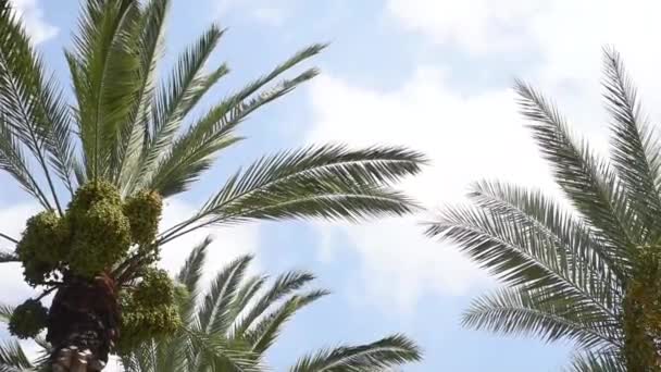 Tropische Palmenblätter Bewegen Sich Wind Himmel Hintergrund Kopieren Sie Platz — Stockvideo