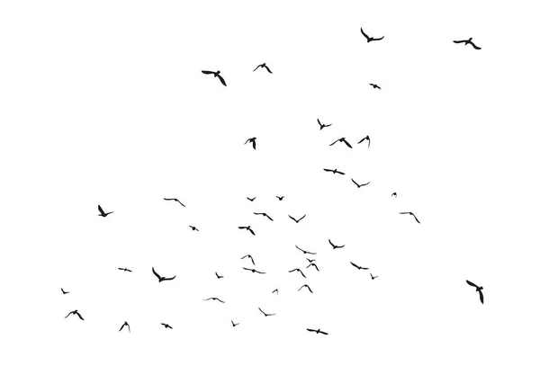 Siyah vektör uçan kuşlar beyaz arka planda izole edilmiş siluetler oluştururlar.