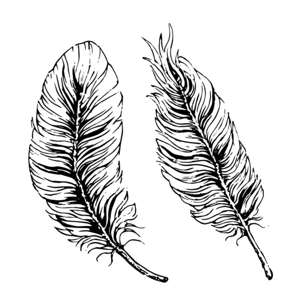 手绘黑色油墨矢量羽毛在白色背景上隔离 — 图库矢量图片