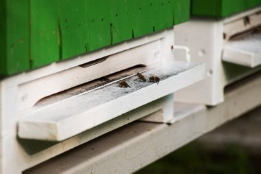 Arılı yeşil ahşap arılara yakın çekim - Seçici odaklı fotoğraf