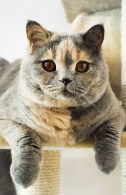 Bir kedi kulesinde oturmuş kameraya bakan gri bir İngiliz kısa hava kedisine yaklaş.