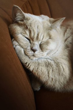 Rahat uyuyan İngiliz kısa hava bej kedisine yaklaş.