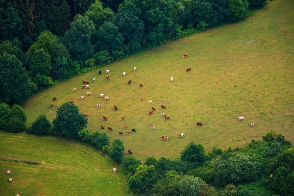 Zdjęcie Krajobrazu Wiejskiego Zieloną Łąką Lasem Stadem Krów Góry — Zdjęcie stockowe