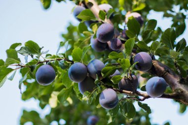 Yeşil yapraklı mavi olgun erik grubunun fotoğrafı.