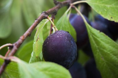Yaprakları ve olgun erikleri olan bir dalın yakınında 