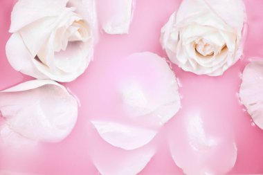Pembe sütlü suya beyaz güller ve taç yaprakları yakın - güzellik tedavisi, spa, rahatlama, romantik konsept
