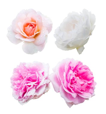 Kartın veya tasarımın için beyaz arkaplanda izole edilmiş dört güzel gül seti.