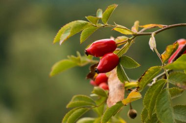 Yeşil yapraklarla büyüyen parlak olgun gül kalçalarına yakın çekim - seçici odaklı fotoğraf