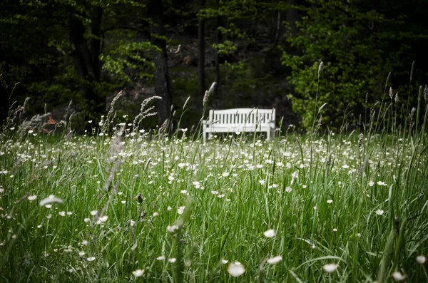 Grüne Sonnige Wiese Mit Weißen Blumen Und Weißer Einsamer Bank — Stockfoto