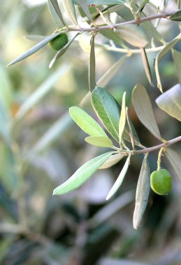 Bir dalda zeytin