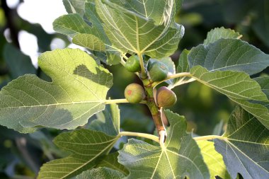 incir ve dal yaprağı