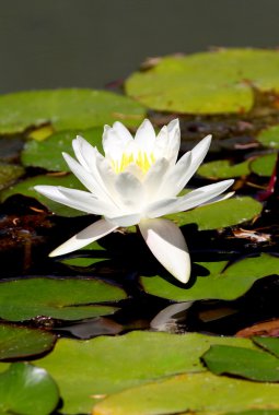 Lotus çiçeği.