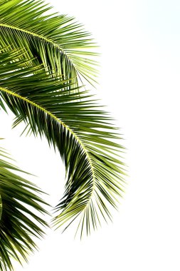 Beyaz arkaplanda palmiye yaprakları izole