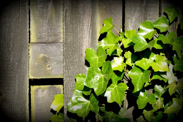 Φύλλα πράσινο κισσού πάνω από την παλαιά σανίδα — Φωτογραφία Αρχείου