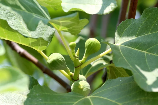 Fichi acerbi e foglie sul ramo . — Foto Stock