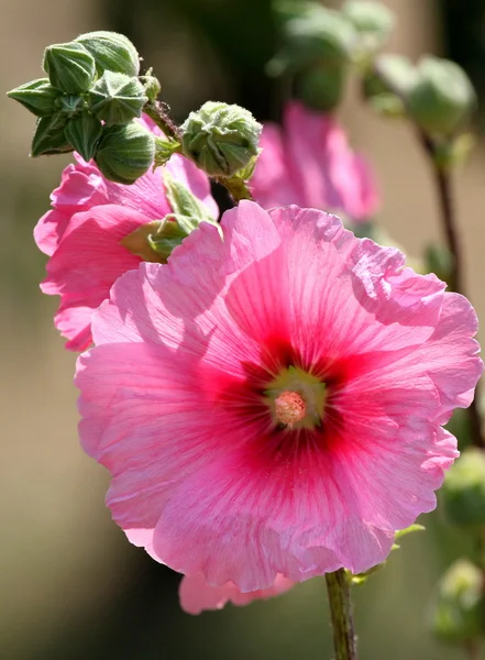 Roze hollyhock — Stockfoto