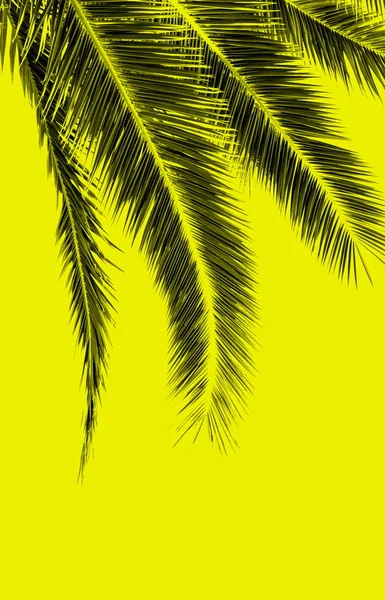 Black palm leaves on yellow background — Stock Photo, Image