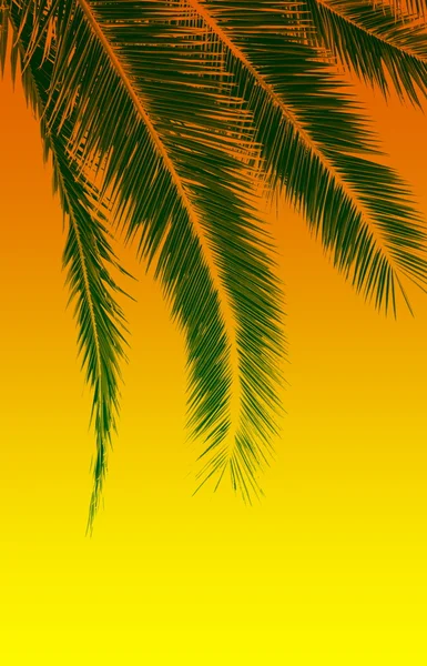 Foglie di palma tropicale — Foto Stock