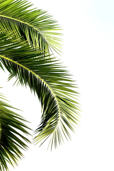 Пальмовые листья на белом фоне — стоковое фото