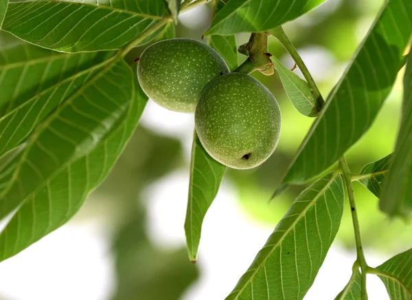 Nueces verdes en una rama de árbol — Foto de Stock