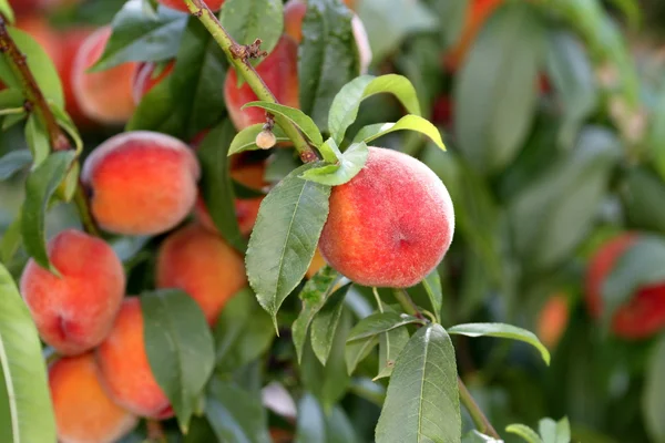 Pesche fresche colorate su un ramo — Foto Stock