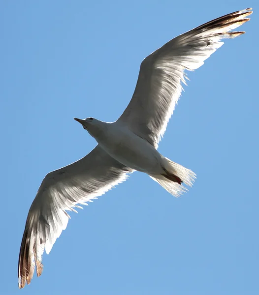 Mås flyger i den blå himlen — Stockfoto