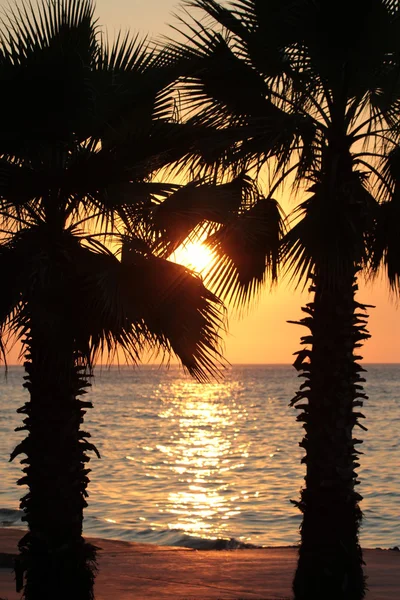 Закат и пальмы на пляже — стоковое фото