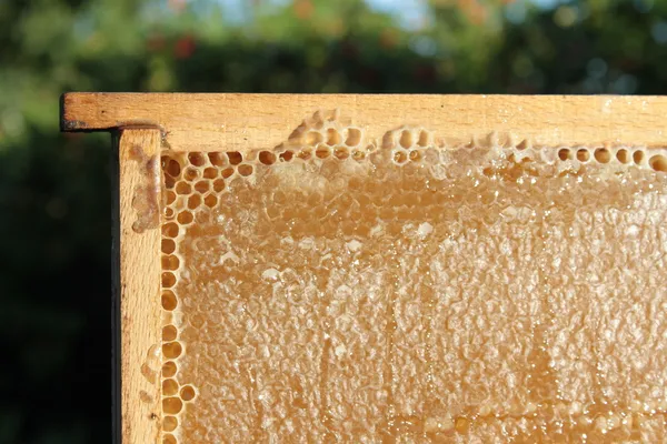 Bienenwaben — Stockfoto