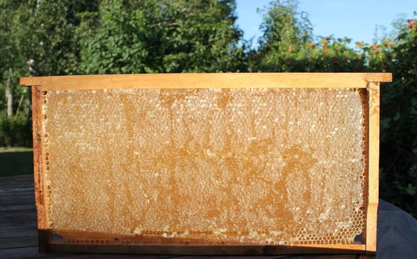 การเลี้ยงผึ้งและรังผึ้ง — ภาพถ่ายสต็อก