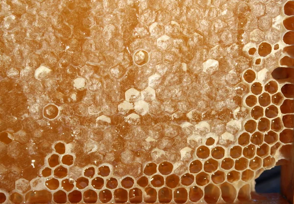 Bienenwaben — Stockfoto