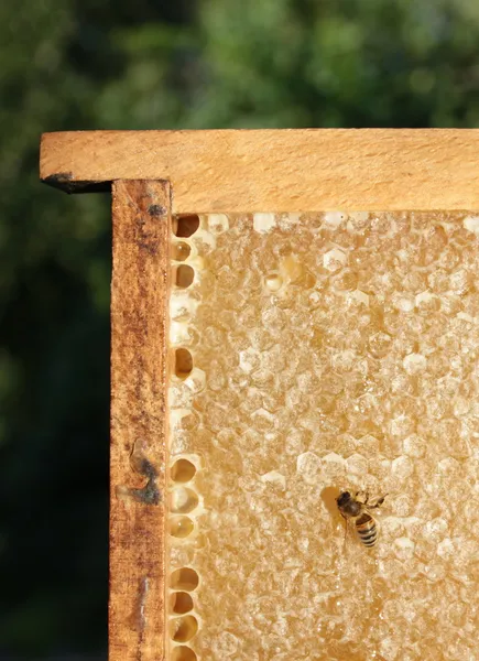 Honeycomb och honey bee — Stockfoto