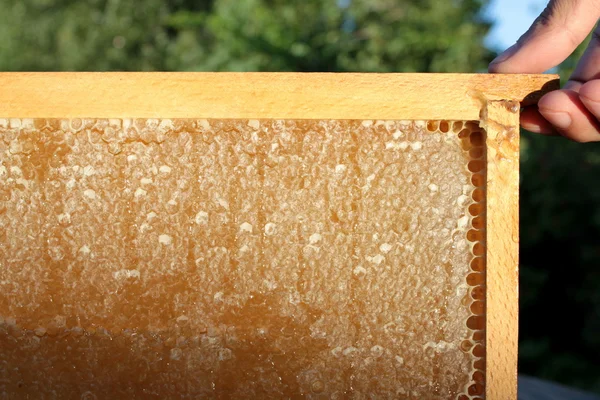 Delicioso panal de abeja —  Fotos de Stock