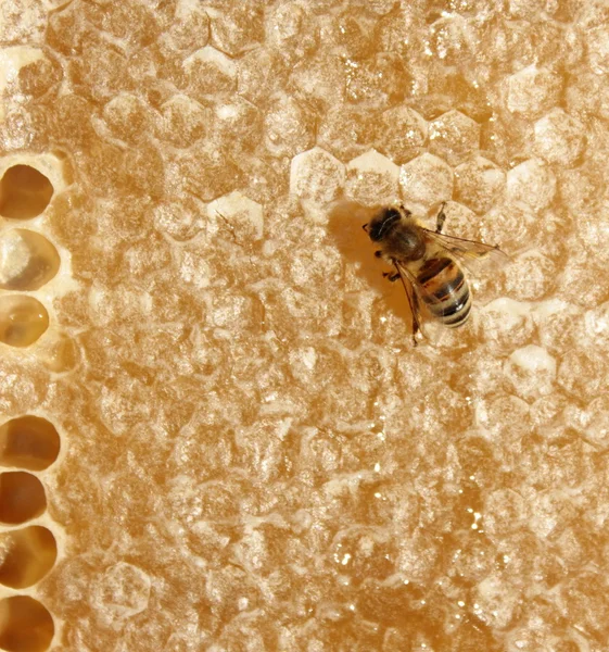 Honey bee på honeycomb. — Stockfoto