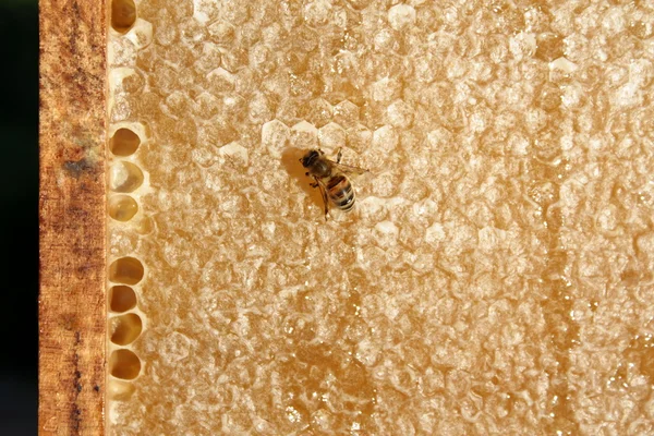 Honey bee på honeycomb — Stockfoto