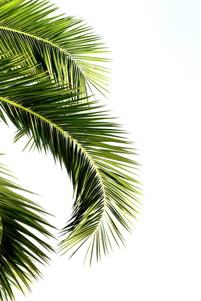 Palmové listy izolované na bílém pozadí Royalty Free Stock Obrázky