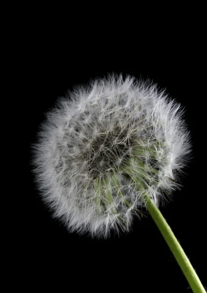 Paardebloem bloem op zwarte achtergrond — Stockfoto