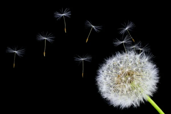 タンポポの花と黒の背景に飛んで種子 — ストック写真